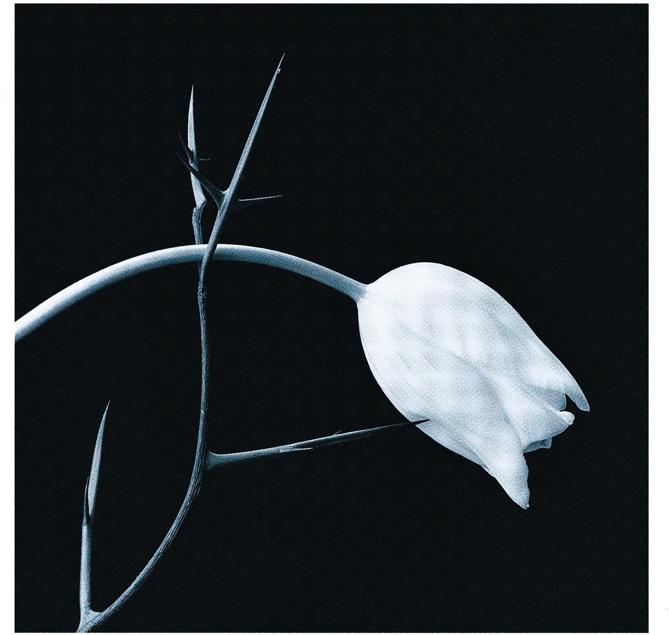 El Tango