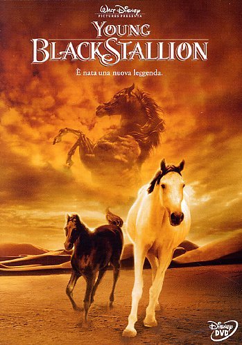 Young black stallion