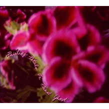 Fallen Camellias