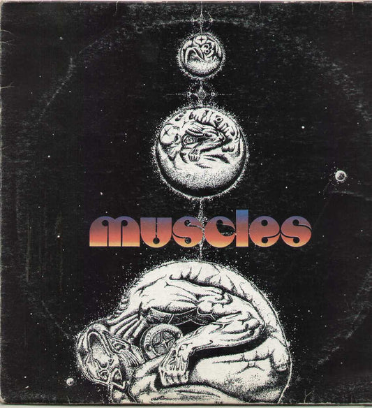 Muscles Dbr20072